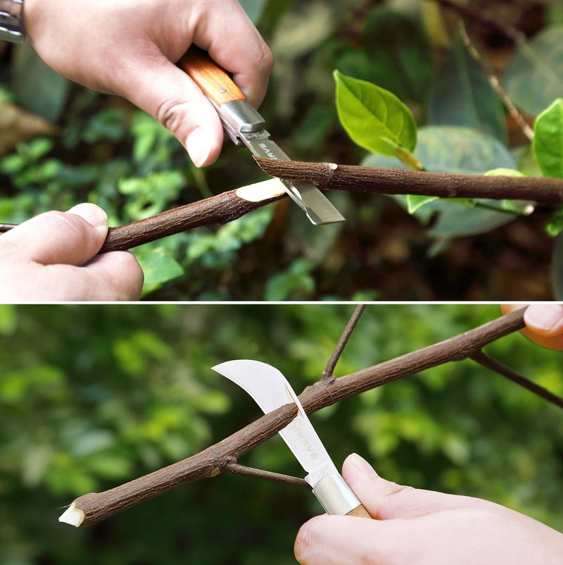 NAYE [6 Blades Enhanced] 2 in 1 Garden Grafting Tool Kit for Fruit Trees with Grafting Knife Grafting Tapes,Extra Replacement Blades Included,Professional Grafting Scissor Shear - Image 4