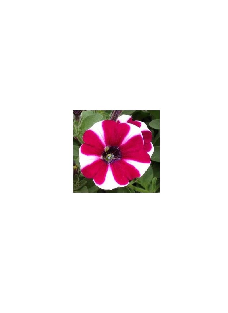 فيتو بذور البطونية  - Image 2