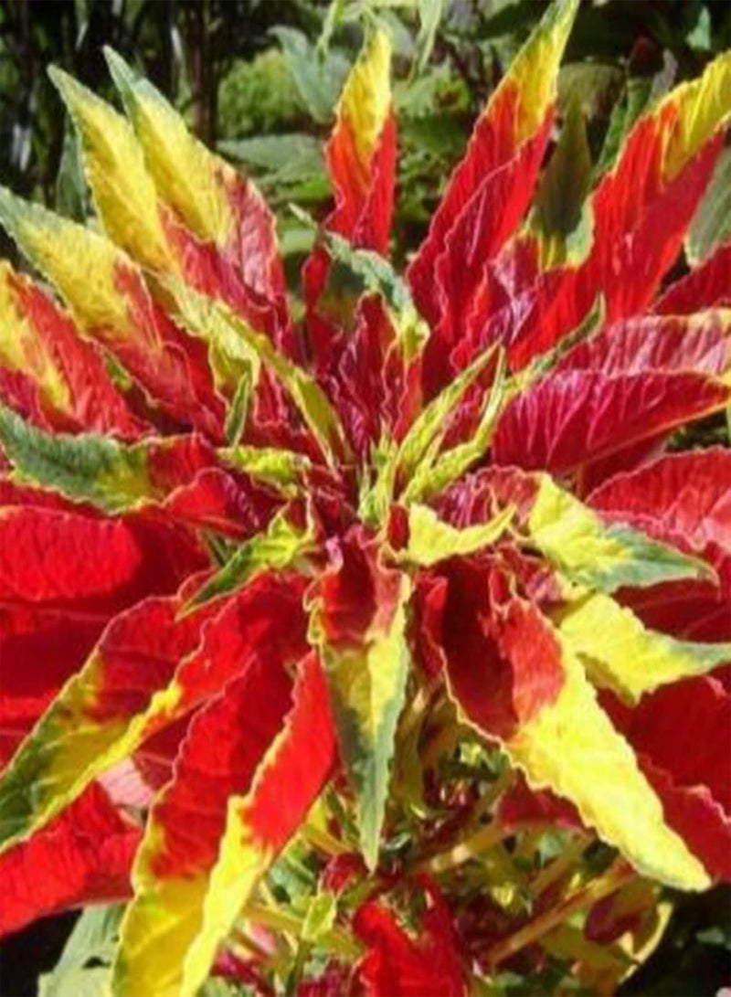 GGOOT 100Pcs Amaranthus Flower Seeds Pack | Natural DIY Non-gmo Vegetable Seedlings for Home Garden Yards Growing Seeds 1size - Image 1