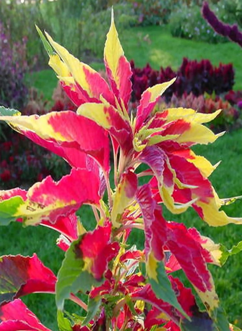 GGOOT 100Pcs Amaranthus Flower Seeds Pack | Natural DIY Non-gmo Vegetable Seedlings for Home Garden Yards Growing Seeds 1size - Image 3