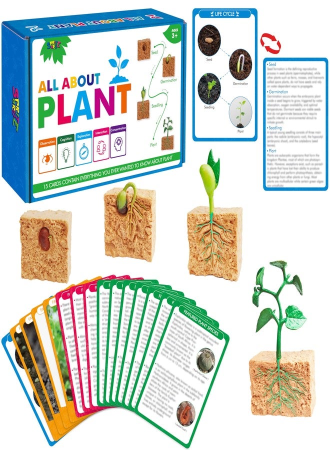 سبرايت جرو 15 بطاقة تعليمية لدائرة حياة النبات مع 4 مجسمات بلاستيكية - من البذرة إلى النبات، بطاقة تعريفية بالنباتات، تفاصيل نمو النباتات لمحبي الطبيعة والكبار، لعبة مونتيسوري للأطفال - Image 1
