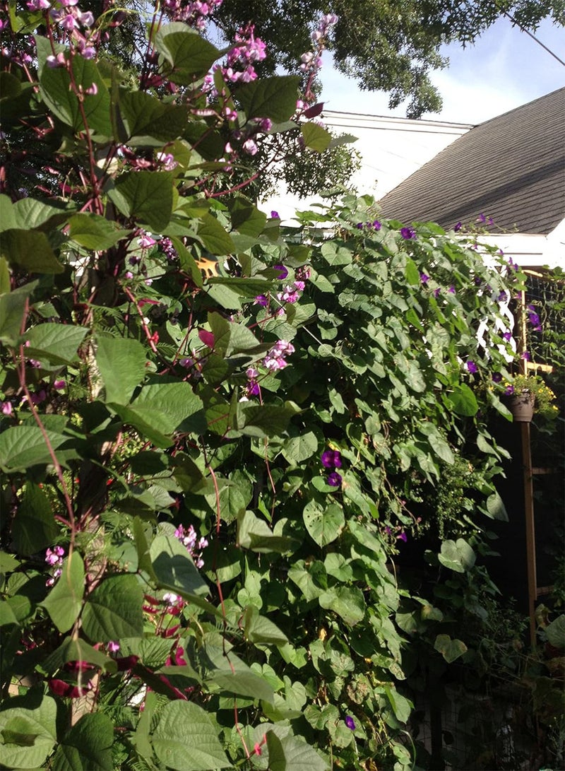 GGOOT Ruby Moon, Hyacinth  Seed (1, oz) - Image 2