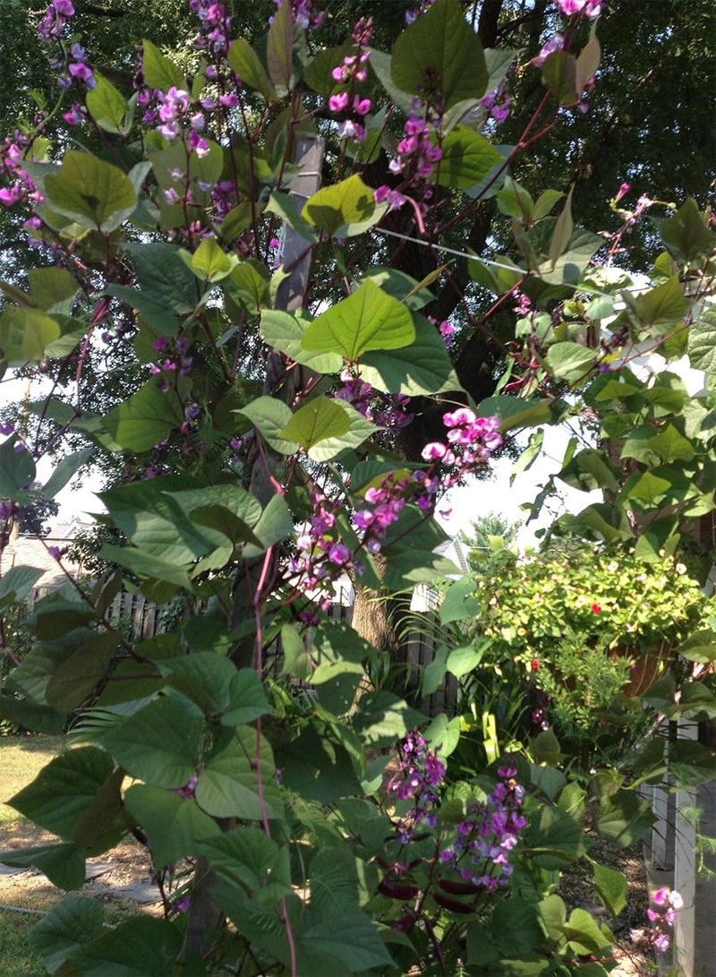 GGOOT Ruby Moon, Hyacinth  Seed (1, oz) - Image 1