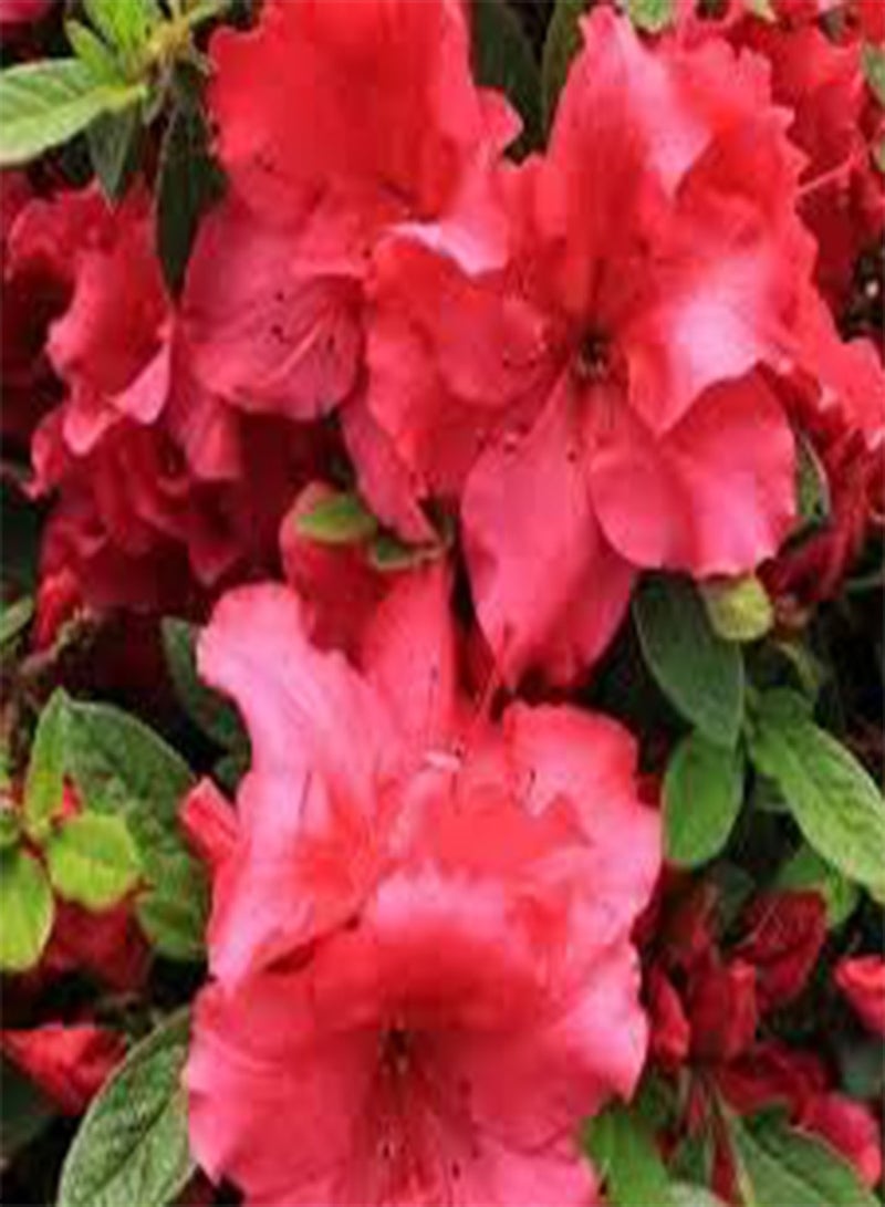 GGOOT seeds Fresh 100 pcs Azalea Flower Seeds for Planting Light red