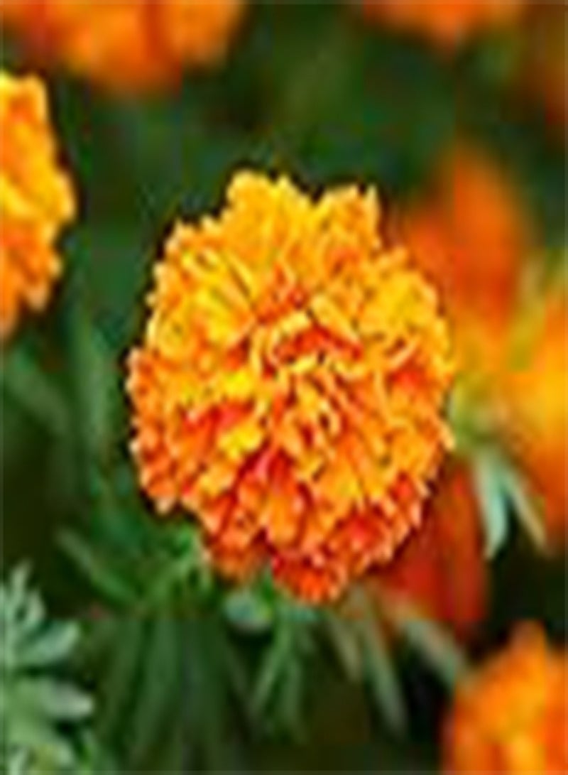 Flower Marigold African Hawaii 4715 (Orange) 25 Non-GMO, Heirloom Seeds