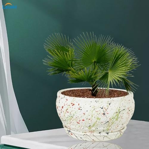 Lasaki Bowl Small Multi Ceramic Pot Planter with Bottom Tray Multi for Plants | Decorative Balcony, Home & Office Succulent Gamla (Bowl : H-8 X D-15 Cm & Plate : H-2X D-13 Cm) Multi_1 - Image 5