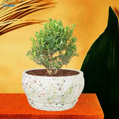 Lasaki Bowl Small Multi Ceramic Pot Planter with Bottom Tray Multi for Plants | Decorative Balcony, Home & Office Succulent Gamla (Bowl : H-8 X D-15 Cm & Plate : H-2X D-13 Cm) Multi_1 - Image 3