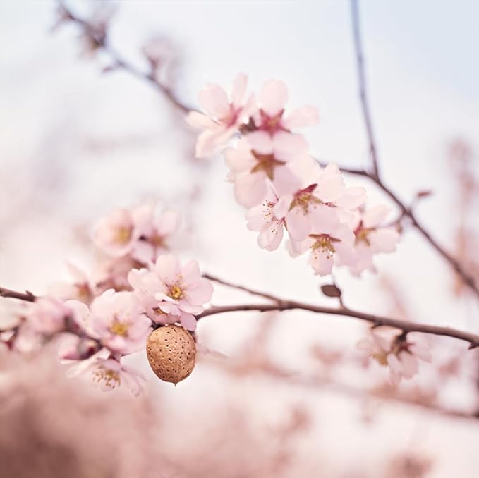 Weleda Sensitive Gentle Cleanser with Almond Face Wash For Sensitive Skin Fragrance Free Dermatologically Tested Vegan 100 Certified Natural 75ml - Image 4