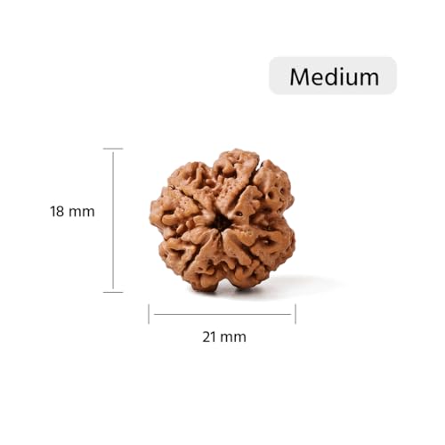 GEMSMANTRA 4 Mukhi Rudraksha Without Silver Pendant | Medium Size| Original Nepali | Natural and Lab Certified | Helps to Improve Wisdom and Spiritual Growth | Helps in Self-Expressing for Men & Women - Image 2