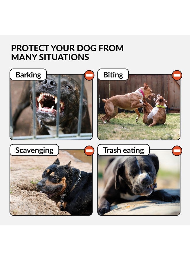 CollarDirect Dog Muzzle Pitbull Amstaff Basket Genuine Leather Staffordshire Terrier (Pink) - Image 4