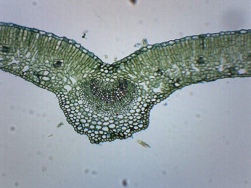 EISCO - Ligustrum Leaf - Prepared Microscope Slide - 75 x 25mm - Biology & Microscopy - Image 1