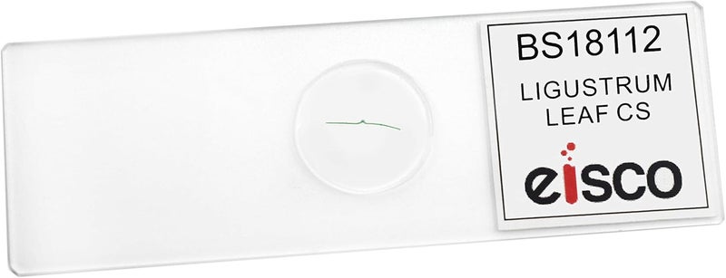 EISCO - Ligustrum Leaf - Prepared Microscope Slide - 75 x 25mm - Biology & Microscopy - Image 2