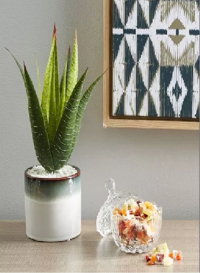 هوم بوكس وعاء حلوى بتصميم كريستالي مزود بغطاء شفاف 10.5سم - Image 4