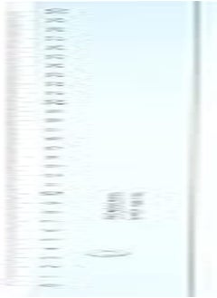 Arda Riga cm 30 S.S. School Blue ard40030ss 