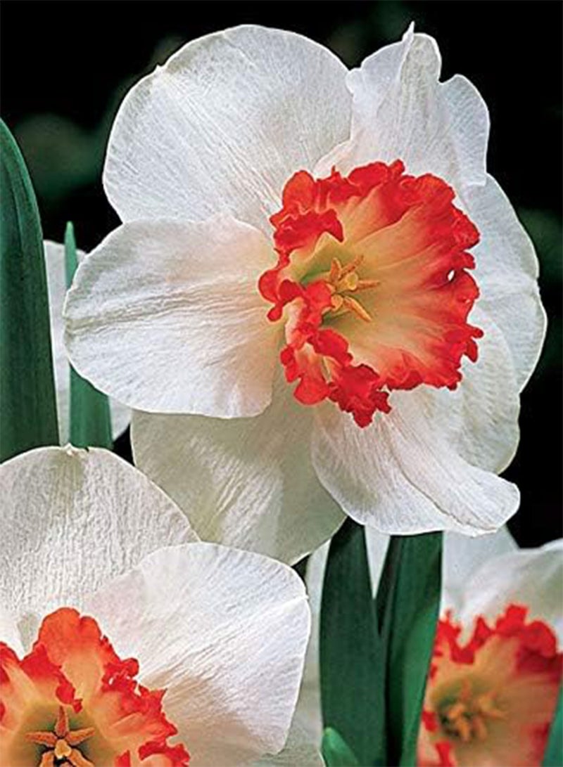 seeds Fresh 100 Pcs Narcissus Flower Seeds for Planting White red