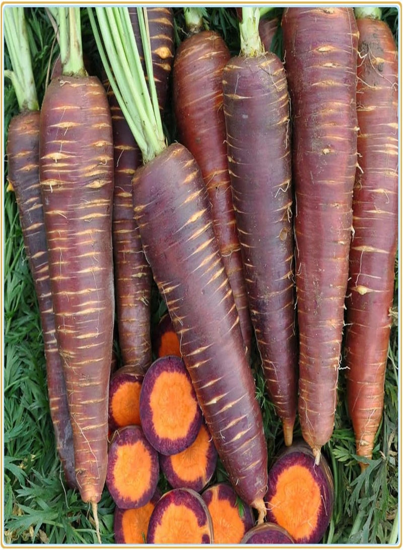 GGOOT Carrot Seeds, Plant Your own Carrots, Delicious and Simple to plant-100Pcs - Image 1