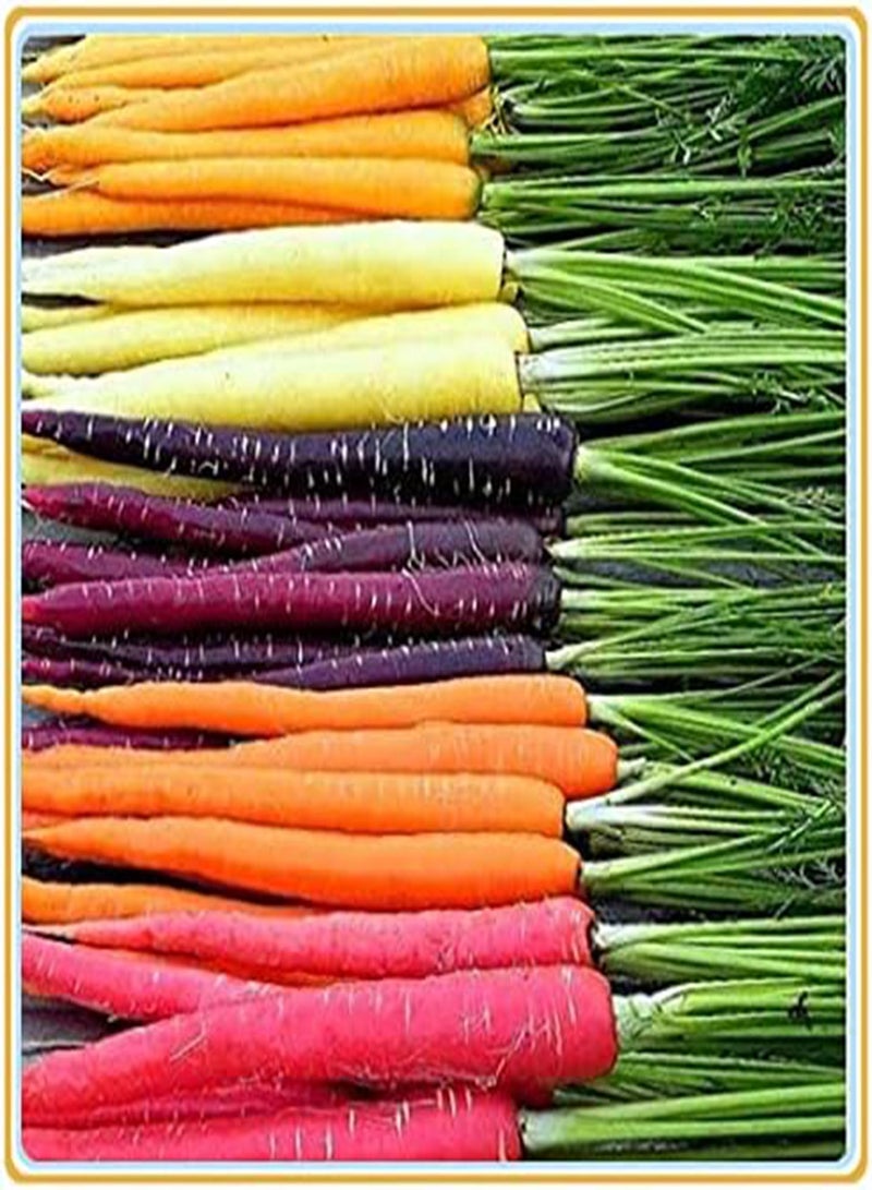 GGOOT Carrot Seeds, Plant Your own Carrots, Delicious and Simple to plant-100Pcs - Image 4