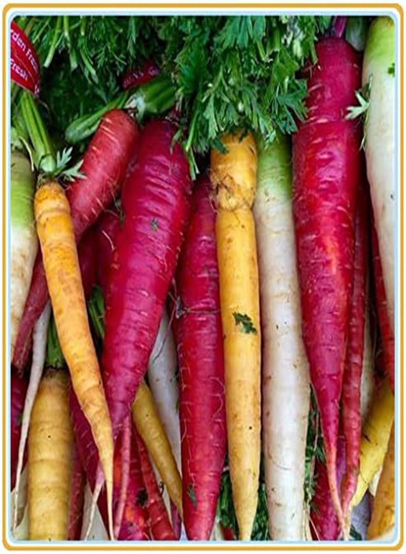 GGOOT Carrot Seeds, Plant Your own Carrots, Delicious and Simple to plant-100Pcs - Image 3