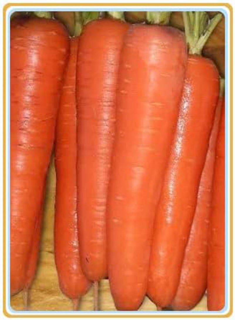 GGOOT Carrot Seeds, Plant Your own Carrots, Delicious and Simple to plant-100Pcs - Image 2
