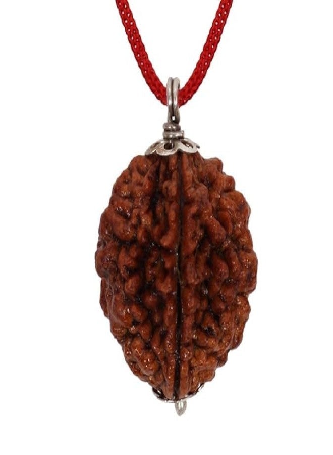 AARISH SAYA 2 Mukhi Rudraksha, Two Mukhi Kaju BEAD Certified/Original, Natural 2 Faced Rudraksha (Brown) AAA++ Quality with Certificate for Men & Women. 149 - Image 5