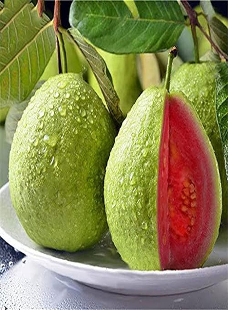 GGOOT 25pcs Red Flesh Guava Fruit Seeds
