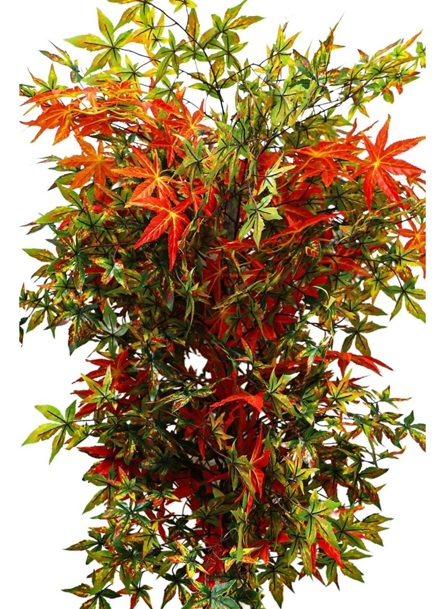 Hazan Plane Tree 180 cm