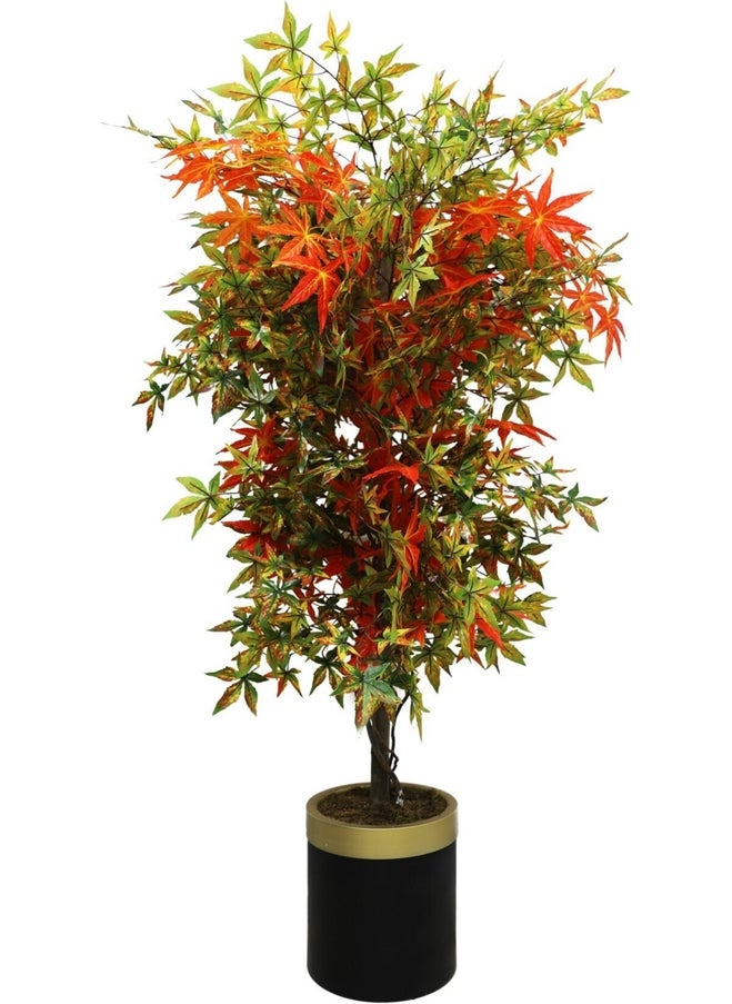 Hazan Plane Tree 180 cm