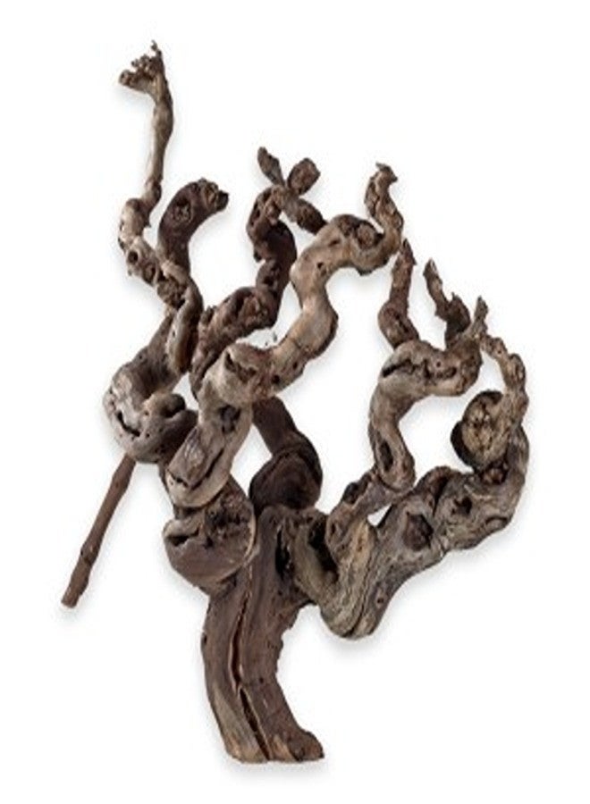 هوبي العنب صغير