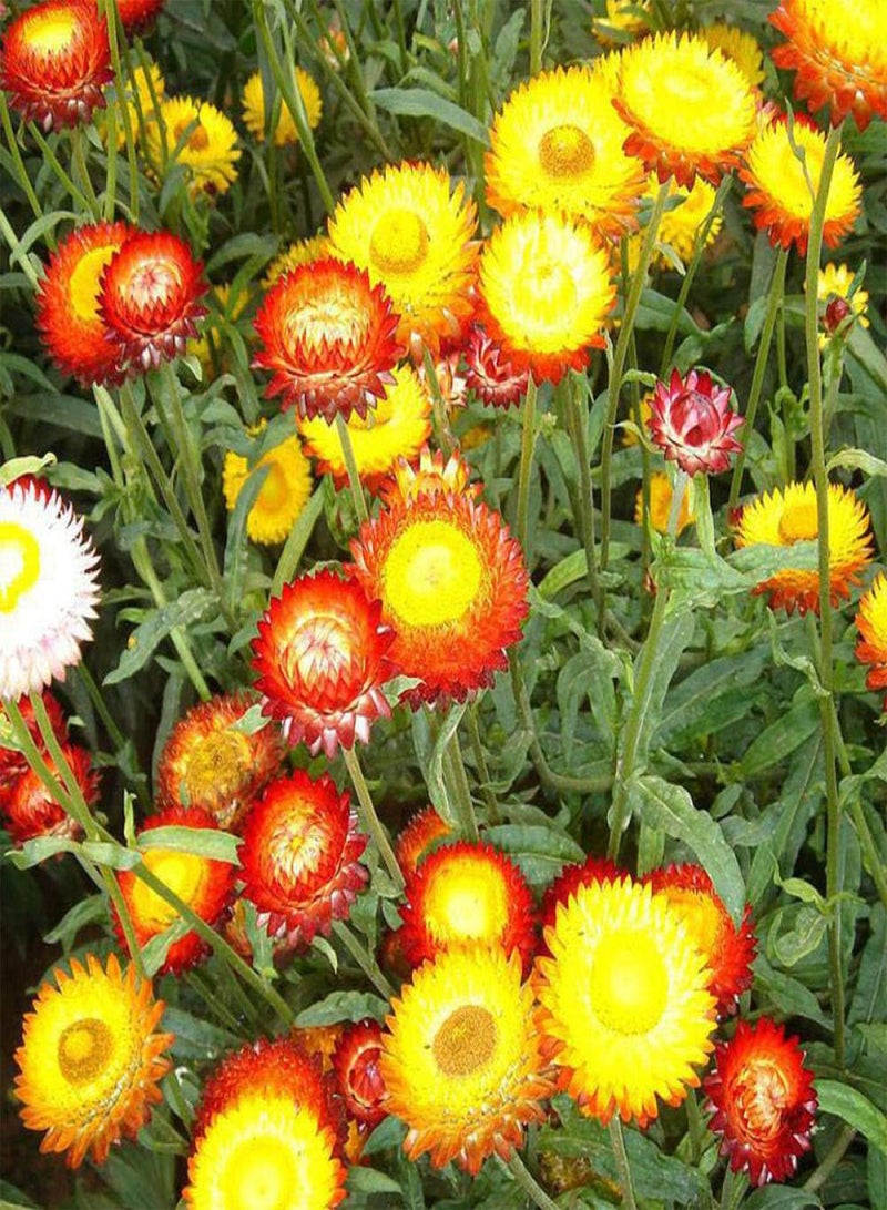 جي جوت بذور حديقة معمرة، بذور أقحوان من قش القمح، بذور زهرة بحرية طبيعية - 50 قطعة، بذور زهور برية نادرة - Image 3