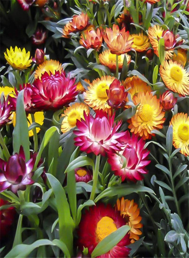 جي جوت بذور حديقة معمرة، بذور أقحوان من قش القمح، بذور زهرة بحرية طبيعية - 50 قطعة، بذور زهور برية نادرة - Image 1