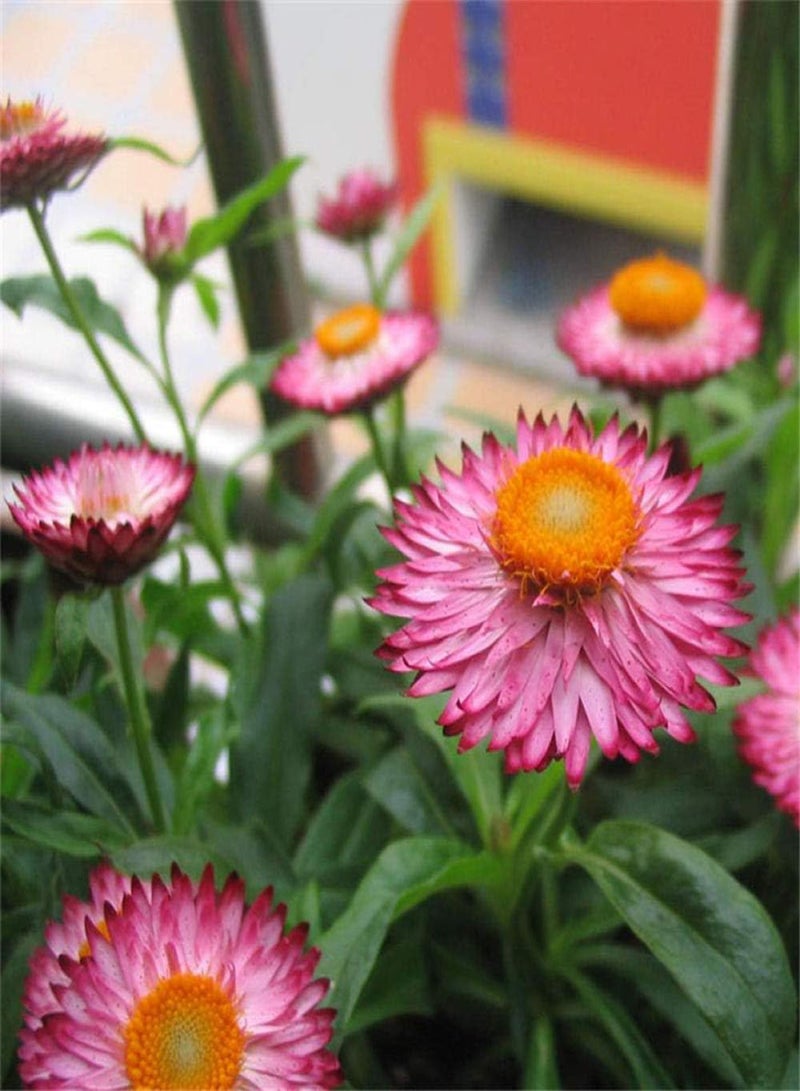 جي جوت بذور حديقة معمرة، بذور أقحوان من قش القمح، بذور زهرة بحرية طبيعية - 50 قطعة، بذور زهور برية نادرة - Image 4