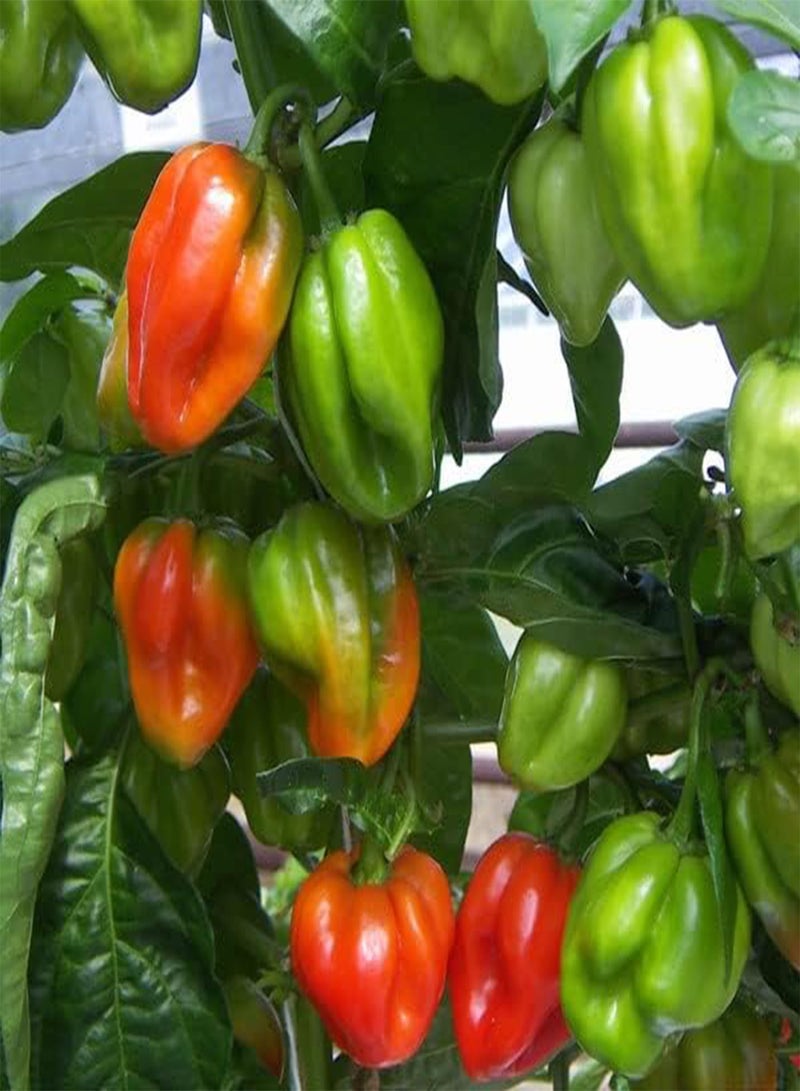 GGOOT Scotch Bonnet Chilli Pepper Seeds x 50  Very Hot - Image 2
