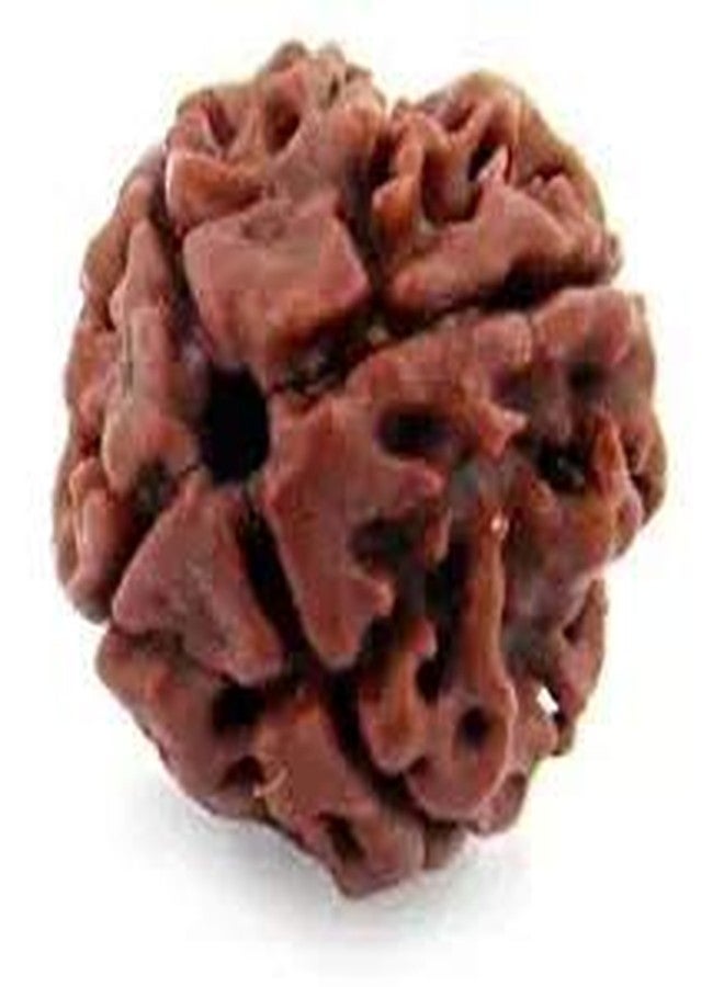 TheGalaxy Gallery 4 Mukhi (4 Face) Nepal Rudraksha by Lab Certified - Image 3