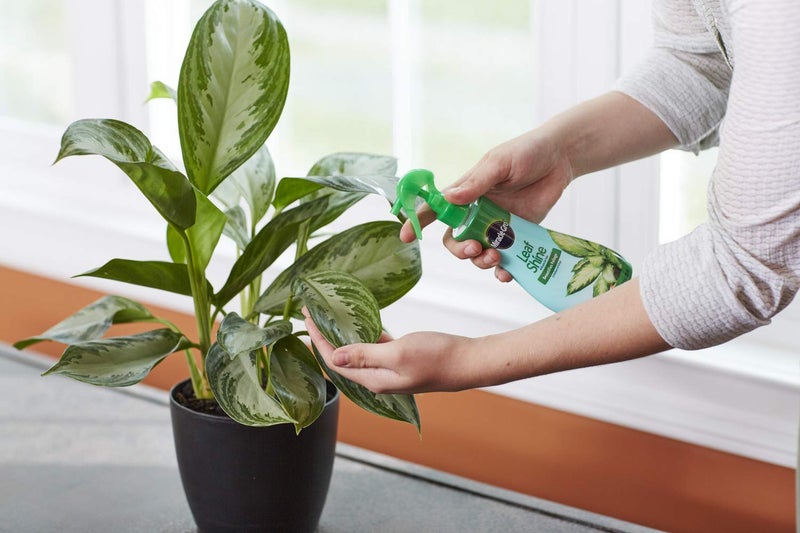 Miracle-Gro Leaf Shine Spray - For Indoor Hard-Leaved Houseplants, Cleans and Beautifies Foliage - 8 fl. oz. (2 Pack) - Image 3