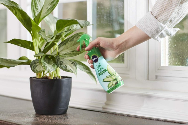 Miracle-Gro Leaf Shine Spray - For Indoor Hard-Leaved Houseplants, Cleans and Beautifies Foliage - 8 fl. oz. (2 Pack) - Image 2