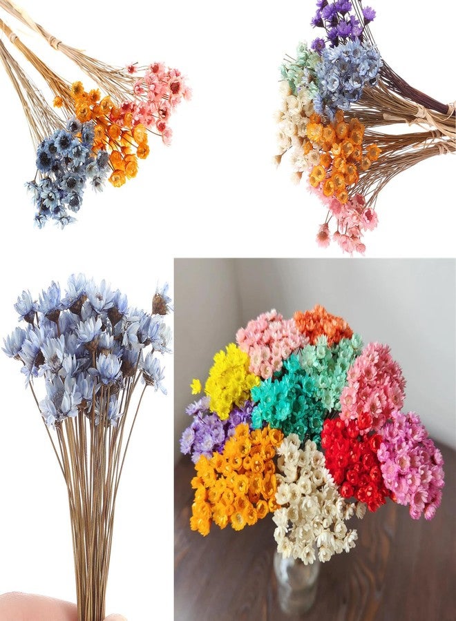 hobbyme 300PCS Dried Flowers Brazilian Small Star Daisy, 15" Decorative Natural Mini Chamomile Bouquet, Floral Arrangements for Wedding Party Home Decor, Dried Flowers Bundles for DIY Craft - Image 4
