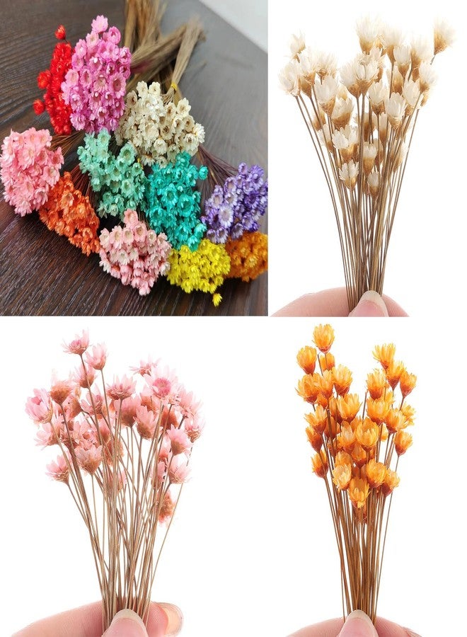 hobbyme 300PCS Dried Flowers Brazilian Small Star Daisy, 15" Decorative Natural Mini Chamomile Bouquet, Floral Arrangements for Wedding Party Home Decor, Dried Flowers Bundles for DIY Craft - Image 2