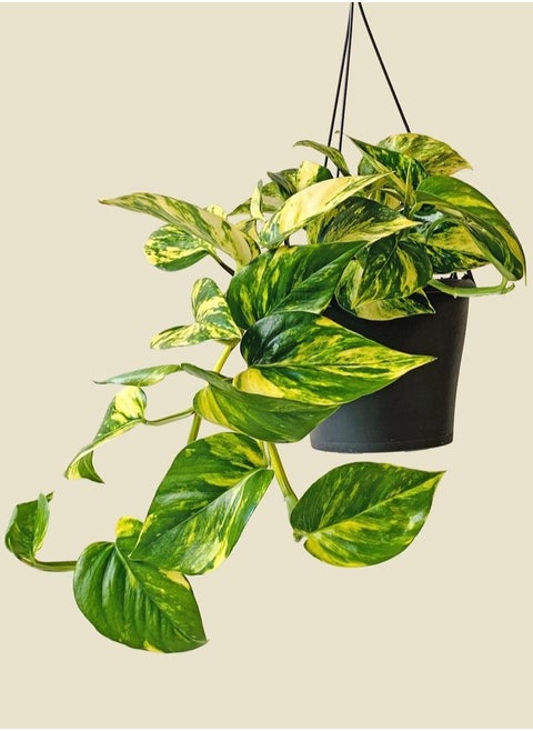 Golden Pothos