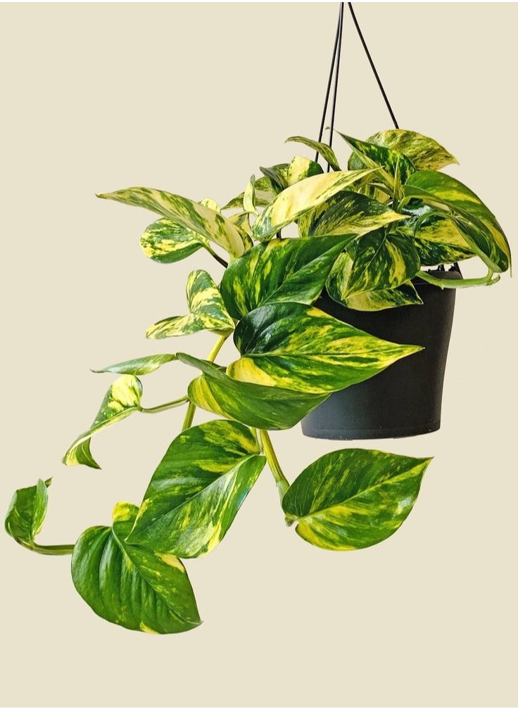 3OUD Plant House - Golden Pothos - Image 1