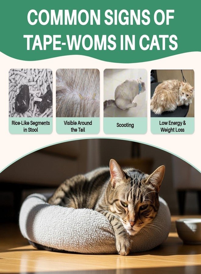 Duduboy Say Good Bye to Tɑpew0ɾm in Cats, Herbal Digestive Support for Cats - Image 2