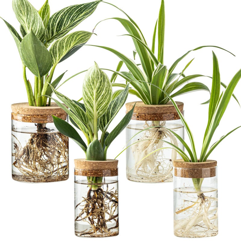wangsdjy Glass Plant Propagation Stations for Plants â€“ Set of 4(2 Large & 2 Small) Hydroponic Vases for Plant Cuttings,Flower Arrangements, Home & Office Decorâ€“Desktop Vases for Living Room, Bedroom (4) - Image 1
