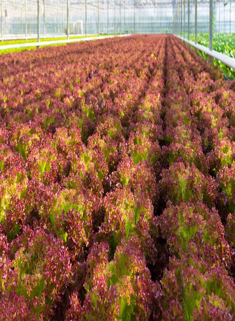 GGOOT 10 gemischte Salatsamen einzigartige Anpassungsfähigkeit Einfach zu pflanzen Schnell wachsende Pflanzen und schaffen eine schöne Umgebung - Image 2