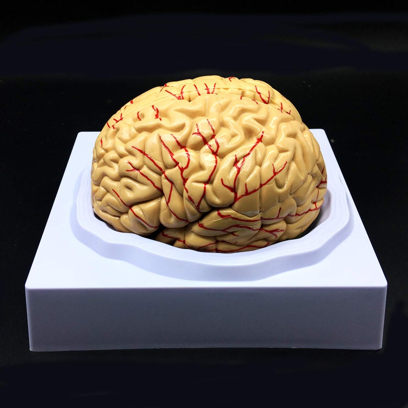 XINDAM Human Brain Model, Anatomically Accurate Brain Model Life Size Human Brain Anatomy for Science Classroom Study Display Teaching Medical Model - Image 2