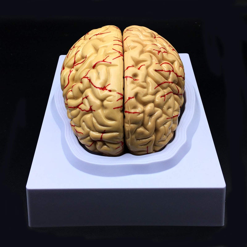 XINDAM Human Brain Model, Anatomically Accurate Brain Model Life Size Human Brain Anatomy for Science Classroom Study Display Teaching Medical Model - Image 1