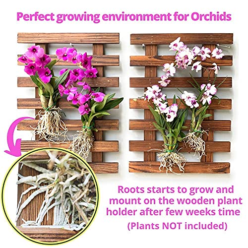 ShopLaLa Wall Planter - 2 Pack Wooden Orchid Planter Frame Display Outdoor Plants, Wall Mount Air Plants Succulent Holder Hanger, Vertical Garden Plant Wall Decor Macetas para Orquideas 15.7" (40cm) - Image 3