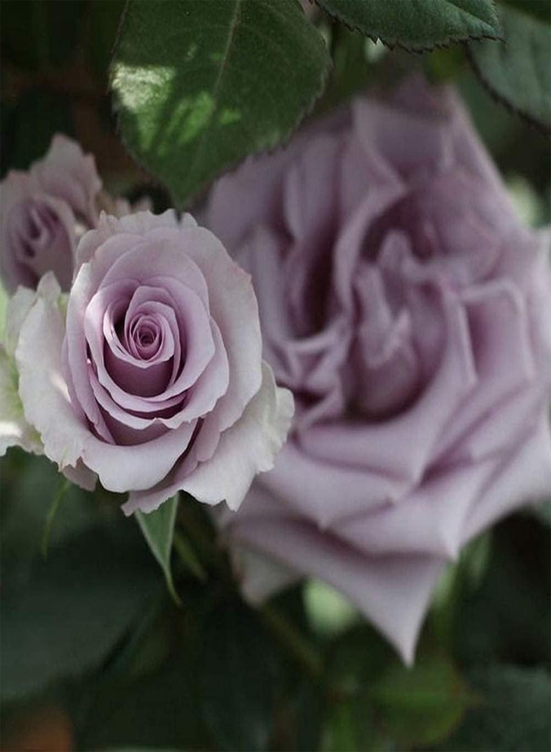 جي جوت 200 قطعة من بذور الورد سهلة الزراعة، زهرة معمرة، تراثية، أساسية لتزيين المناظر الطبيعية، باقة زهور في الحدائق الداخلية والخارجية - Image 2