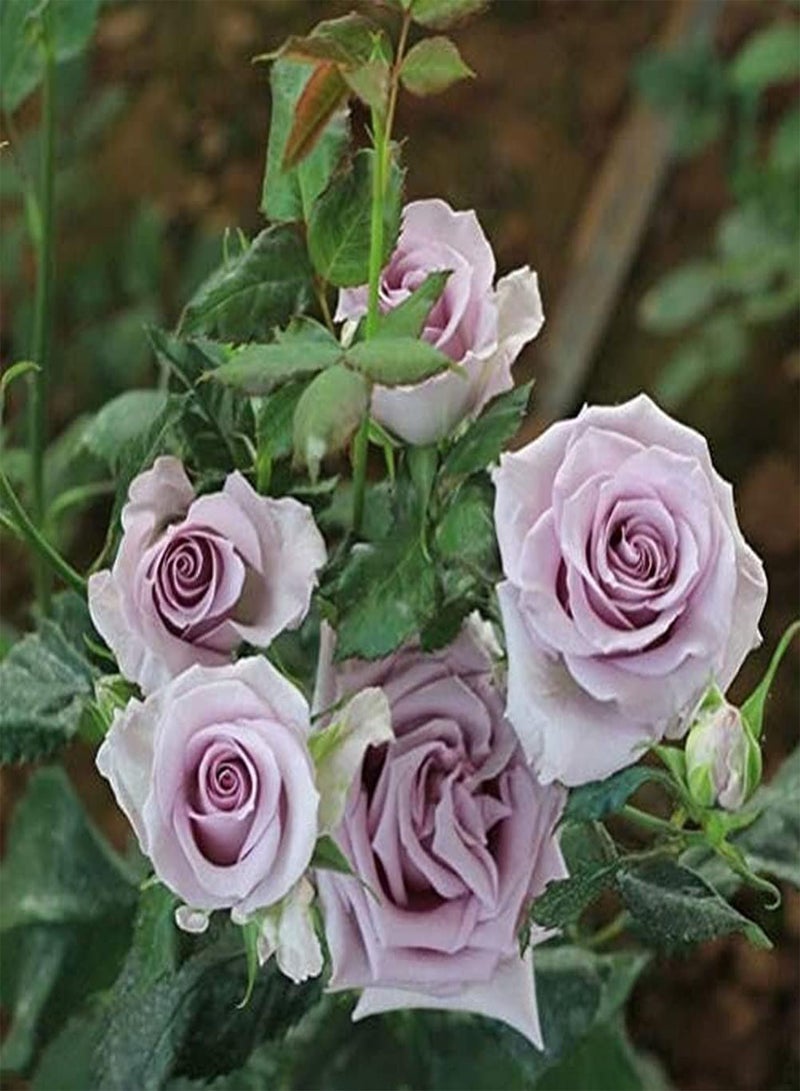 جي جوت 200 قطعة من بذور الورد سهلة الزراعة، زهرة معمرة، تراثية، أساسية لتزيين المناظر الطبيعية، باقة زهور في الحدائق الداخلية والخارجية - Image 1