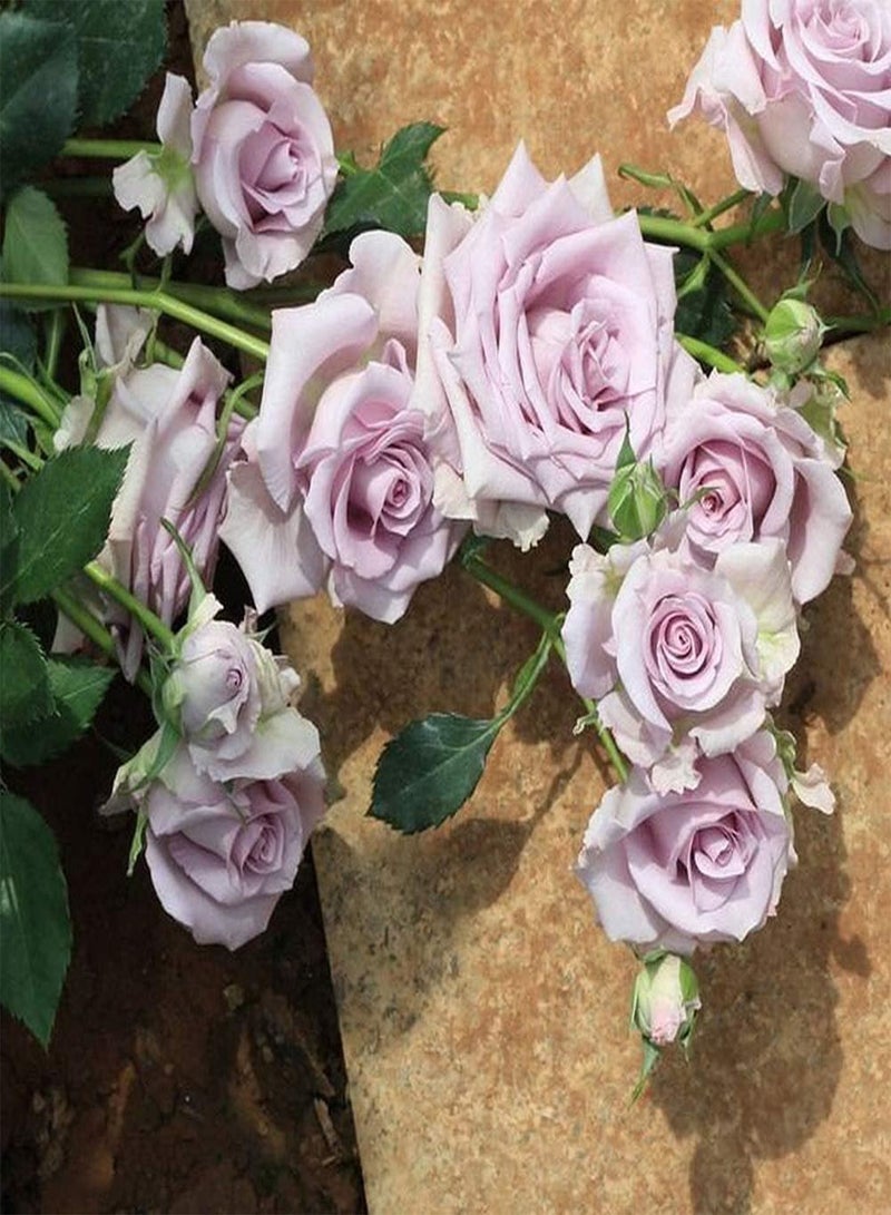 جي جوت 200 قطعة من بذور الورد سهلة الزراعة، زهرة معمرة، تراثية، أساسية لتزيين المناظر الطبيعية، باقة زهور في الحدائق الداخلية والخارجية - Image 3