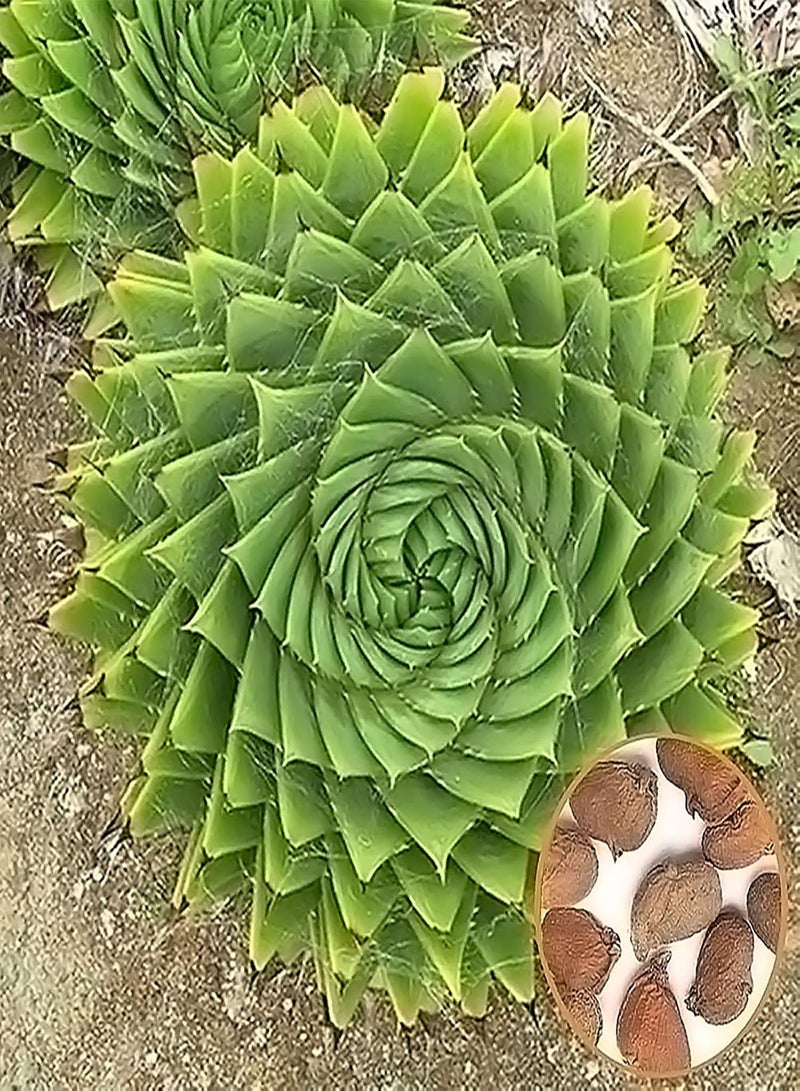GGOOT 100Pcs/Bag Aloe Seeds, Fruit Edible Prolific Drought Tolerant Strong Vitality Succulents for Home Aloe Seeds - Image 5