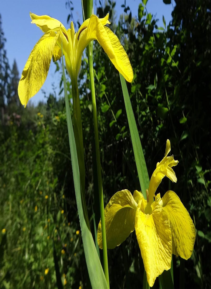 GGOOT Yellow Flag Iris - Iris pseudacorus Flower Seeds, Also Called Water Flag Home Garden Planting by Heavy Torch, 30 Seeds